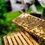 Imker zeigt Bienenwaben auf dem WOLF Betriebsgelände