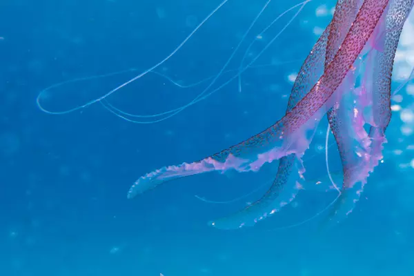 One Ocean meduza